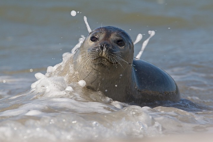 Kegelrobbe Halichoerus grypus